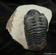 Big Arched Reedops Trilobite - Inches #1523-3